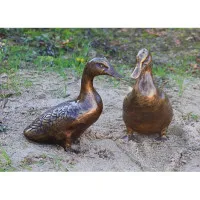 Enten Paar Enten Paar