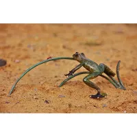 Frosch und Marienkäfer