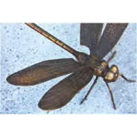 Bronze Libelle