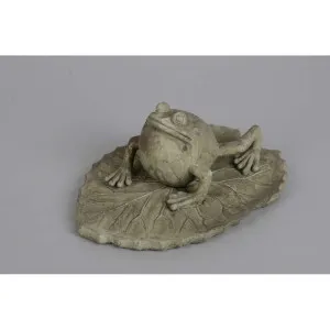 Frosch auf Blatt