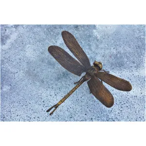 Bronze Libelle