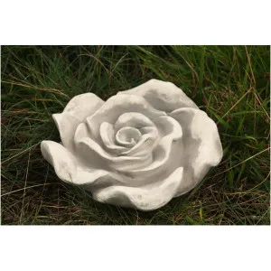 Rosenblüte