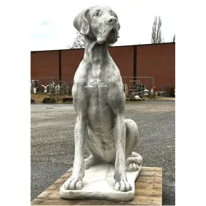 Dogge 104 H