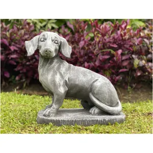 Dachshund