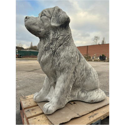Berner Sennenhund