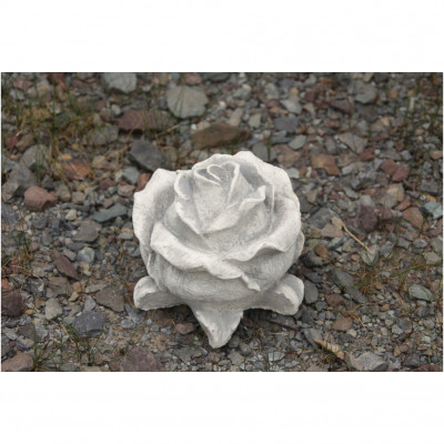 Rosenblüte