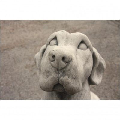 Labrador 100 H