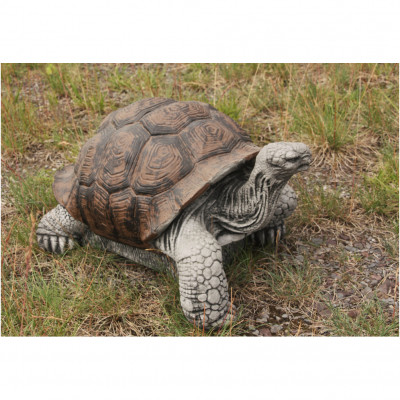 Schildkröte