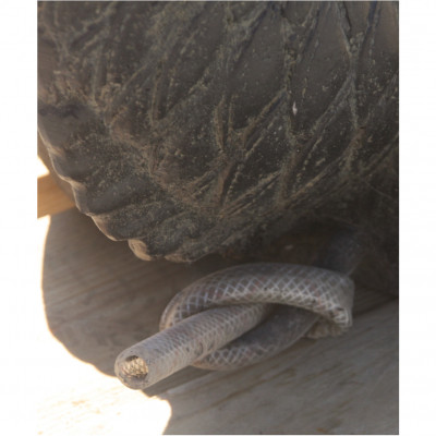 Wasserspeier Fisch