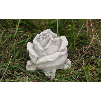 Rosenblüte