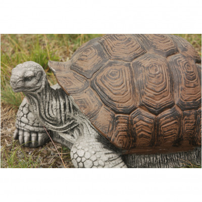 Schildkröte